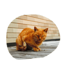 茶トラ  ねこ にゃんちゅう（個別スタンプ：6）