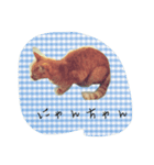 茶トラ  ねこ にゃんちゅう（個別スタンプ：8）