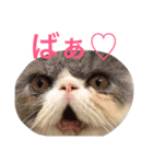 きままな猫スタンプ（個別スタンプ：2）