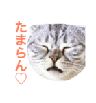 きままな猫スタンプ（個別スタンプ：3）