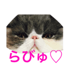 きままな猫スタンプ（個別スタンプ：5）