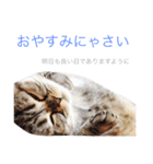 きままな猫スタンプ（個別スタンプ：8）