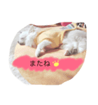 愛犬こたその2（個別スタンプ：5）