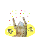 A fat cat's life（個別スタンプ：7）