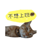 A fat cat's life（個別スタンプ：11）