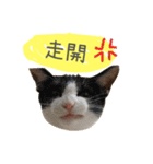 A fat cat's life（個別スタンプ：12）