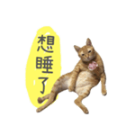 A fat cat's life（個別スタンプ：18）