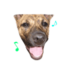 琉球犬と柴犬のミックス ここ（個別スタンプ：8）