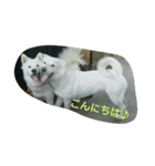 犬猫日常系スタンプ（個別スタンプ：2）