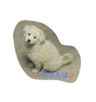 犬猫日常系スタンプ（個別スタンプ：3）