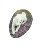 犬猫日常系スタンプ（個別スタンプ：5）