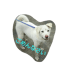 犬猫日常系スタンプ（個別スタンプ：7）