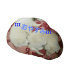犬猫日常系スタンプ（個別スタンプ：8）