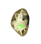 犬猫日常系スタンプ（個別スタンプ：9）