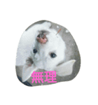 犬猫日常系スタンプ（個別スタンプ：10）