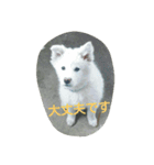犬猫日常系スタンプ（個別スタンプ：11）