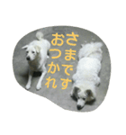 犬猫日常系スタンプ（個別スタンプ：12）