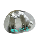 犬猫日常系スタンプ（個別スタンプ：13）