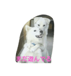 犬猫日常系スタンプ（個別スタンプ：14）