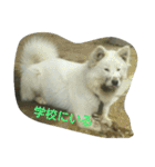 犬猫日常系スタンプ（個別スタンプ：15）
