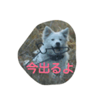 犬猫日常系スタンプ（個別スタンプ：17）