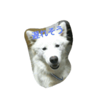 犬猫日常系スタンプ（個別スタンプ：19）