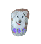 犬猫日常系スタンプ（個別スタンプ：20）