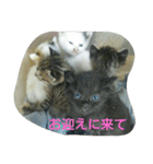 犬猫日常系スタンプ（個別スタンプ：26）