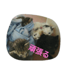 犬猫日常系スタンプ（個別スタンプ：29）