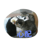 犬猫日常系スタンプ（個別スタンプ：30）