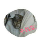 犬猫日常系スタンプ（個別スタンプ：31）