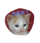 犬猫日常系スタンプ（個別スタンプ：32）