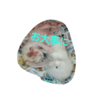 犬猫日常系スタンプ（個別スタンプ：33）