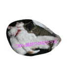 犬猫日常系スタンプ（個別スタンプ：34）