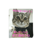 犬猫日常系スタンプ（個別スタンプ：37）