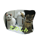 犬猫日常系スタンプ（個別スタンプ：38）