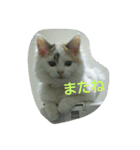 犬猫日常系スタンプ（個別スタンプ：39）