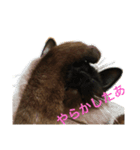 ぽんちゃんと（個別スタンプ：5）
