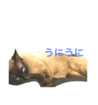 ぽんちゃんと（個別スタンプ：7）
