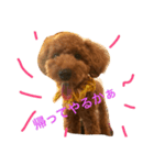 pes＆polo（個別スタンプ：3）