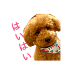 pes＆polo（個別スタンプ：5）