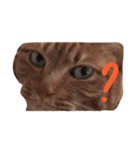 うちの愛猫。（個別スタンプ：1）