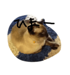 nekooonDASH（個別スタンプ：1）