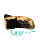 nekooonDASH（個別スタンプ：3）