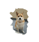 ハナさん記念写真（個別スタンプ：1）
