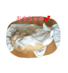 ハナさん記念写真（個別スタンプ：3）