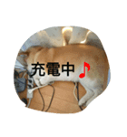 ハナさん記念写真（個別スタンプ：7）