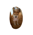 ハナさん記念写真（個別スタンプ：8）