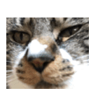キジ白ねこさん（個別スタンプ：2）