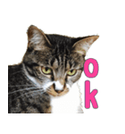 キジ白ねこさん（個別スタンプ：5）